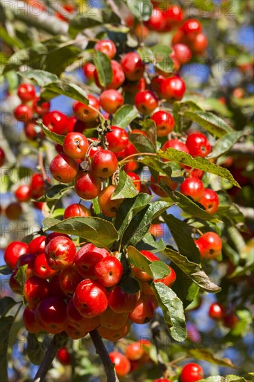 Cultivated ornamental apple