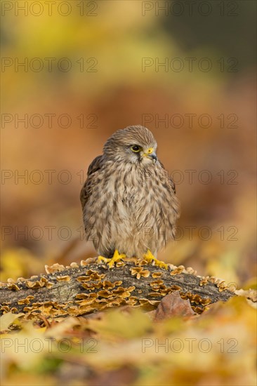 Common common kestrel