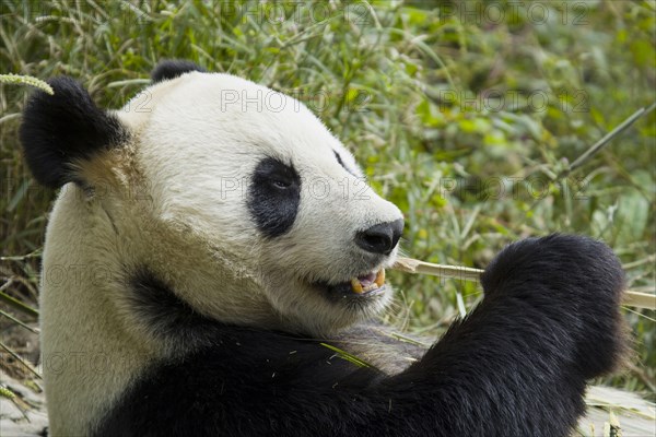 Giant panda