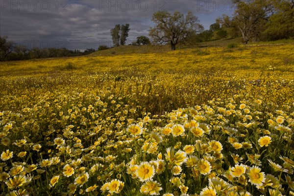 Masses of wildflowers