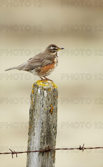 Redwing