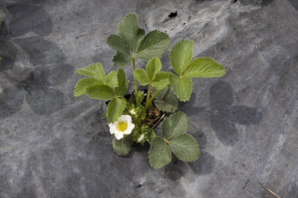 Young Elsanta strawberry plants