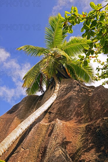 Palm trees and granite rocks on the dream beach Source d'Argent