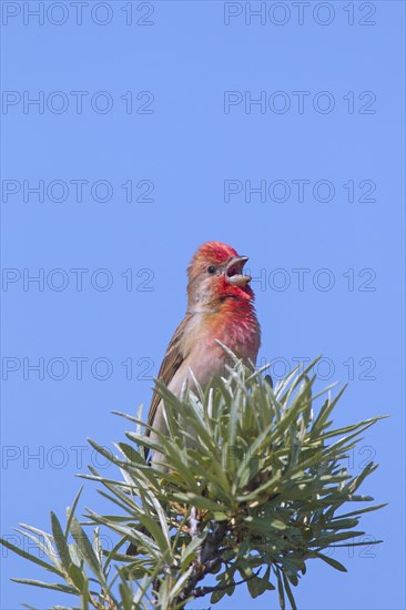 Common rosefinch