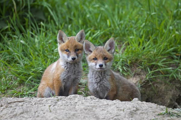 Two cute red fox