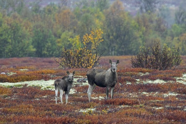 Cow elk