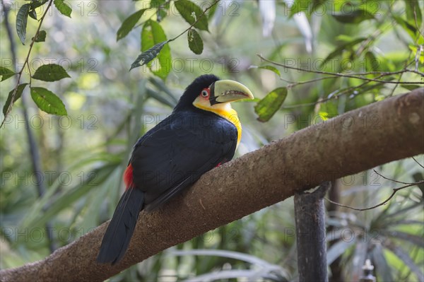 Green-billed toucan