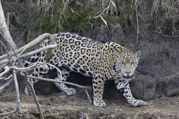 Young jaguar