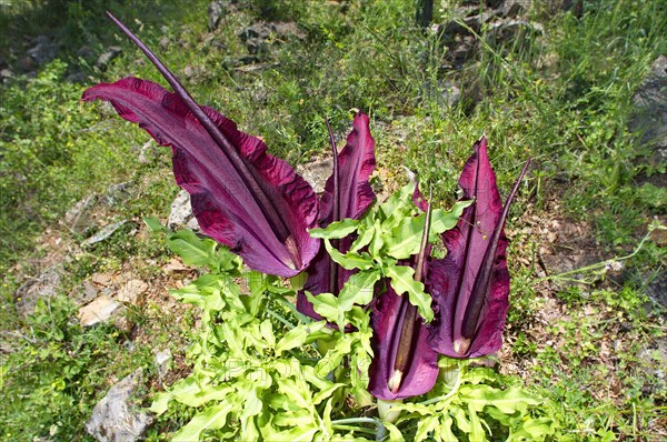 Common dragonwort