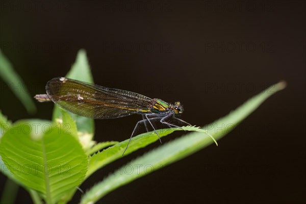 Beautiful Demoiselle