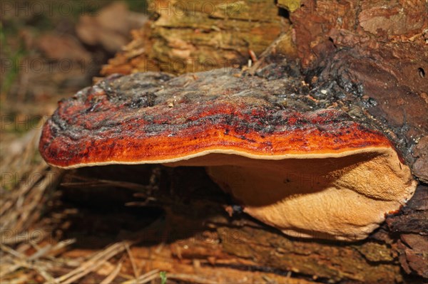 Red Banded Polypore