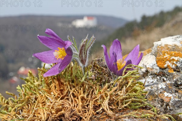 Common pasque flower