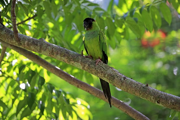 Nanday parakeet