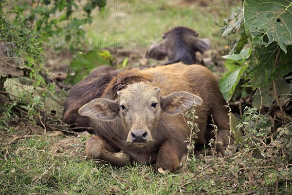 Water buffalo