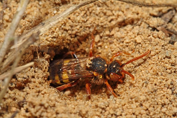 Redheaded Wasp Bee