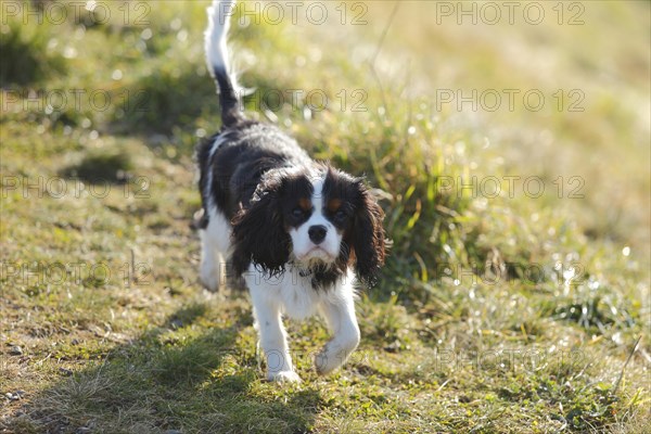 Cavalier King Charles Spaniel