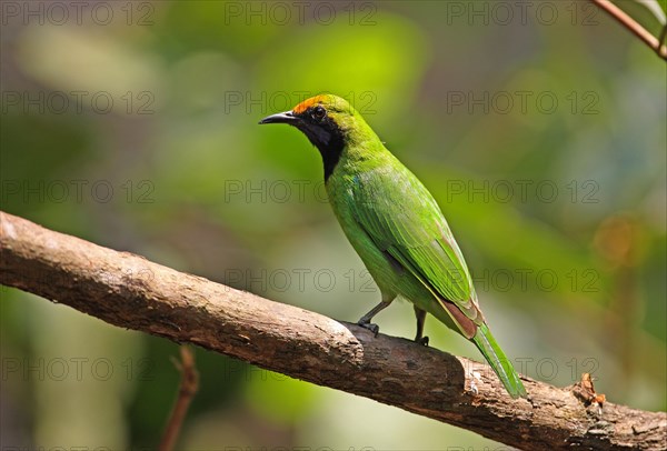 Golden-fronted Leafbird