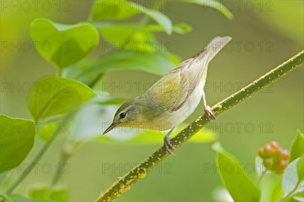 Tennessee Warbler