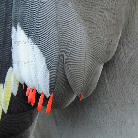 Bohemian Waxwing adult