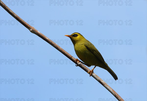 Black-ringed White-eye