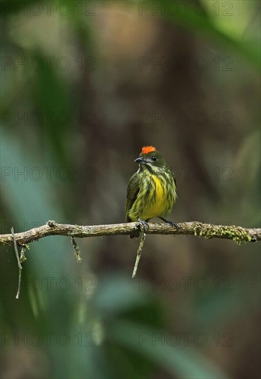 Yellow-breasted mistletoe eater