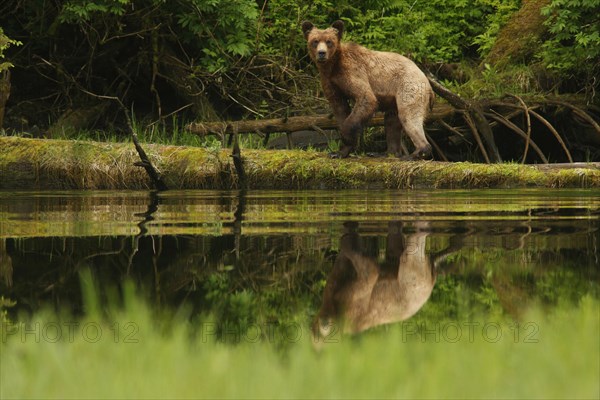 Adult grizzly bear