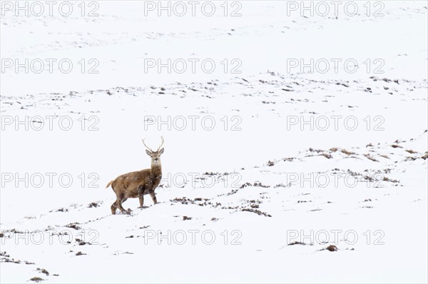 Red deer