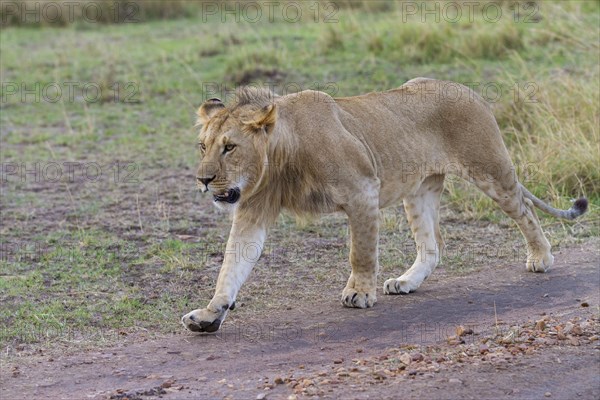 Masai Lion