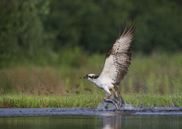 Osprey