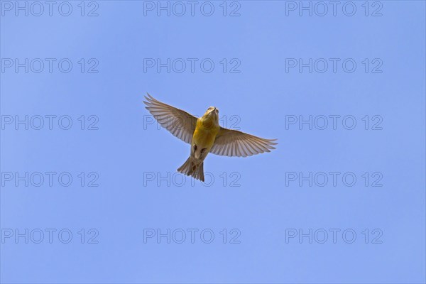 Spruce Crossbill