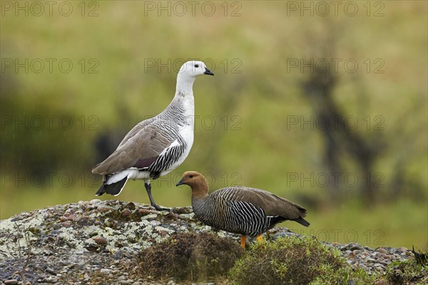 Upland Goose