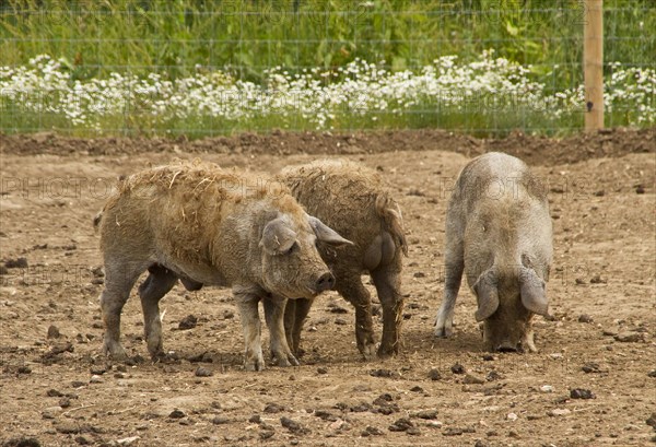 Three pigs with Curly Coated or Mangalitsa pig