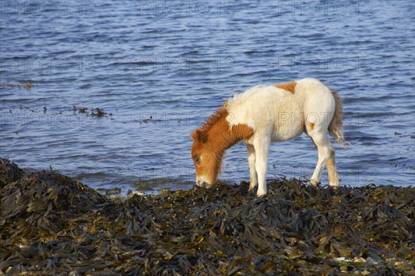 Shetland Pony