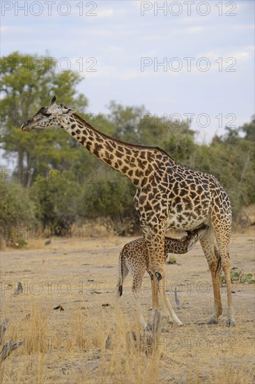 Thornicroft's Giraffe