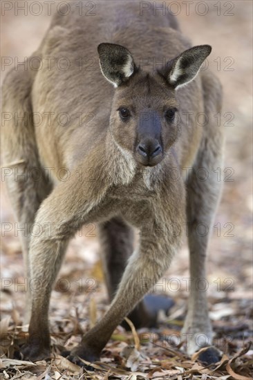 Kangaroo Island kangaroo