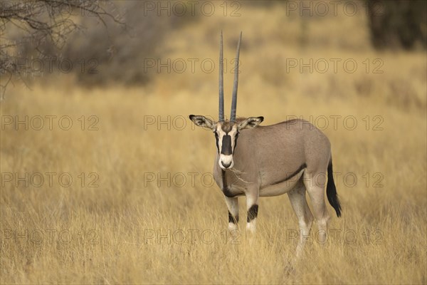 East african oryx