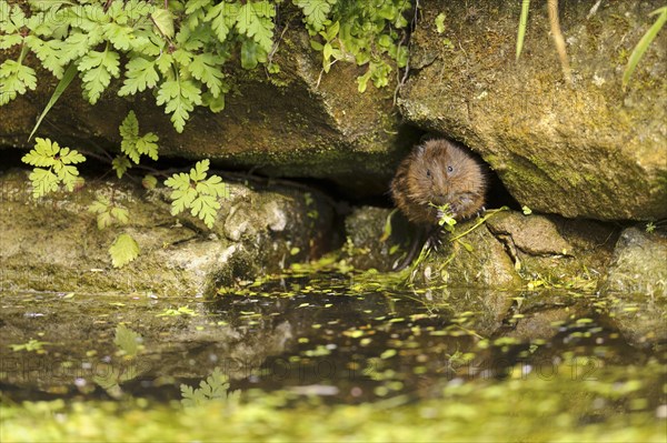 Eastern vole