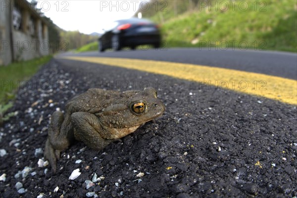 Common Toad