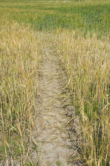 Cultivation of barley