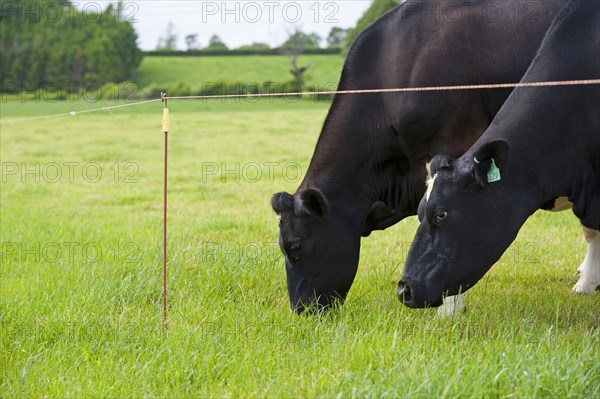 Domestic Cattle