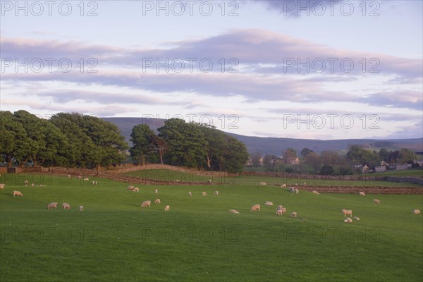 Domestic sheep