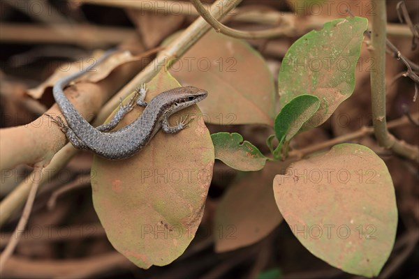 Brown-flanked skink