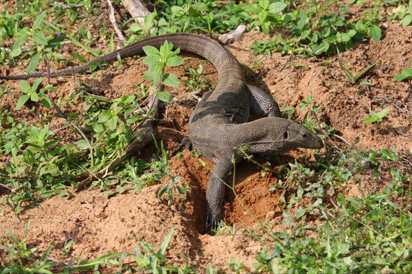 Bengal monitor