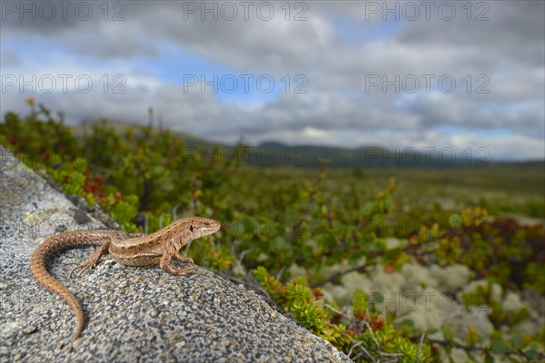 Common Lizard