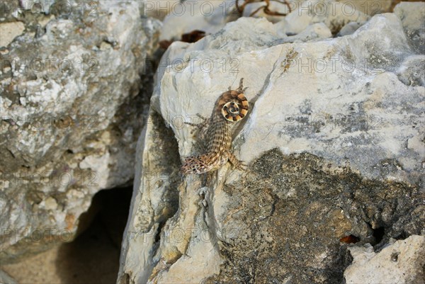 Cuban Brown Curly-tailed Lizard