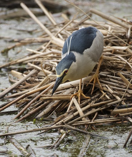 Black-crowned Night-heron