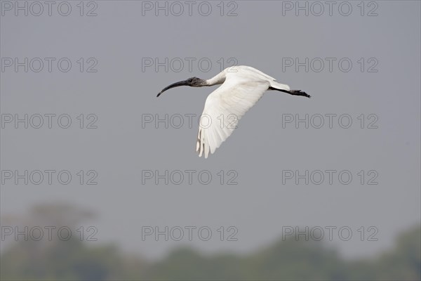 Black-headed ibis