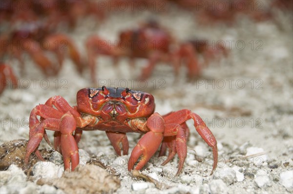 Christmas island red crab