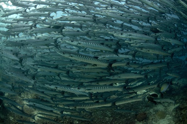 Darkfin Barracuda