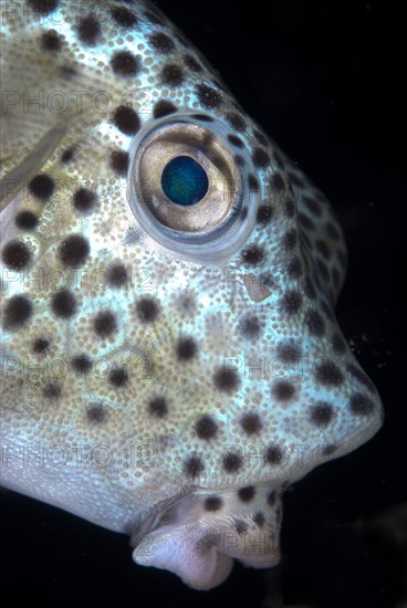 Shortnose Boxfish